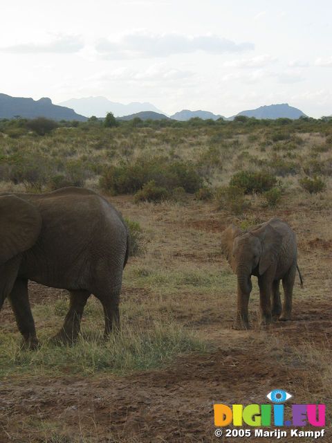 14080 Elephants